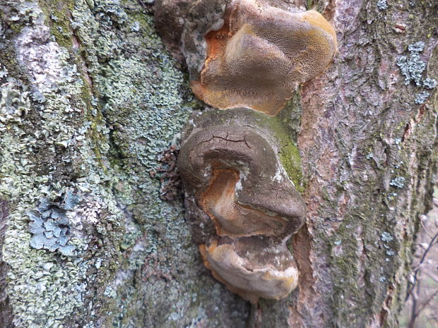 ohňovec slivkový Phellinus pomaceus (Pers.) Maire