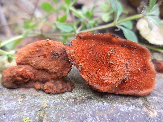 červenica rumelková Pycnoporus cinnabarinus (Jacq.) P. Karst.