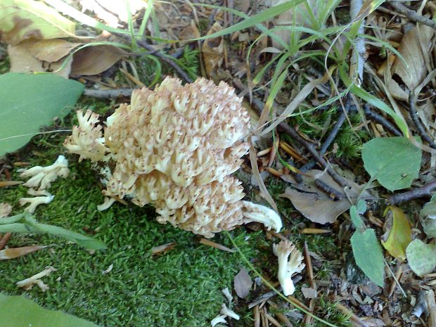 strapačka koralovitá Ramaria botrytis (Pers.) Ricken