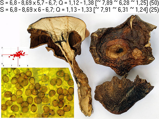 pavučinovec temnomodrý Cortinarius obscurocyaneus Secr. ex J. Schröt.