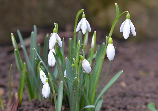 snežienka jarná Galanthus nivalis L.