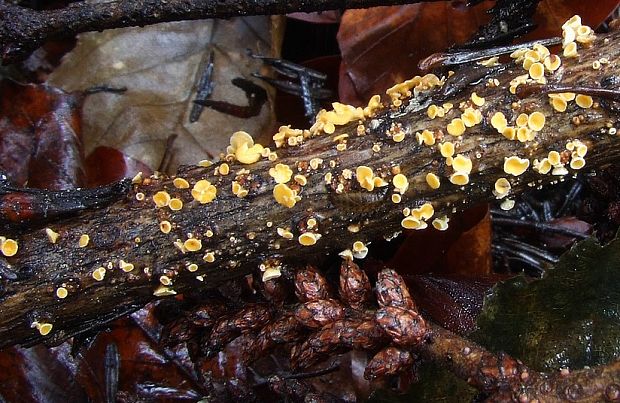 vlnuška Lachnellula sp.