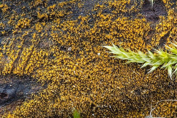 trentepólia Trentepohlia aurea (Linnaeus) Martius