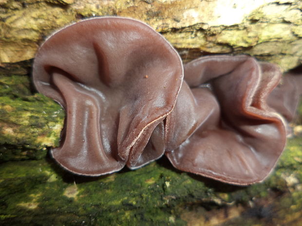 uchovec bazový Auricularia auricula-judae (Bull.) Quél.