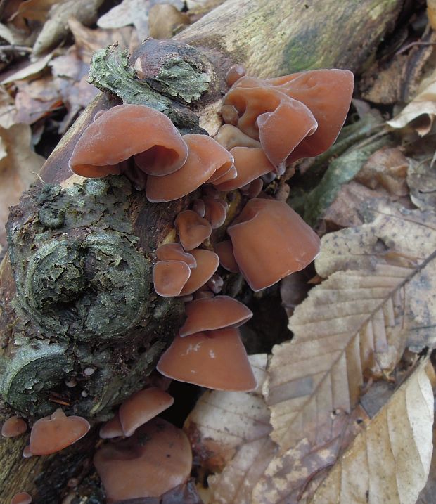 uchovec bazový Auricularia auricula-judae (Bull.) Quél.