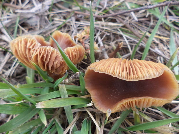 peniazovka Collybia sp.