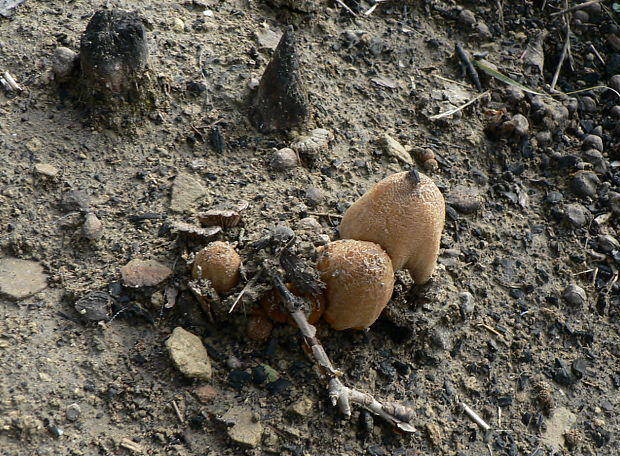 hnojník Coprinus cf. bipellis