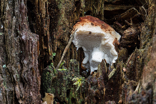 trúdnikovník borovicový? Dichomitus squalens? (P. Karst.) D.A. Reid