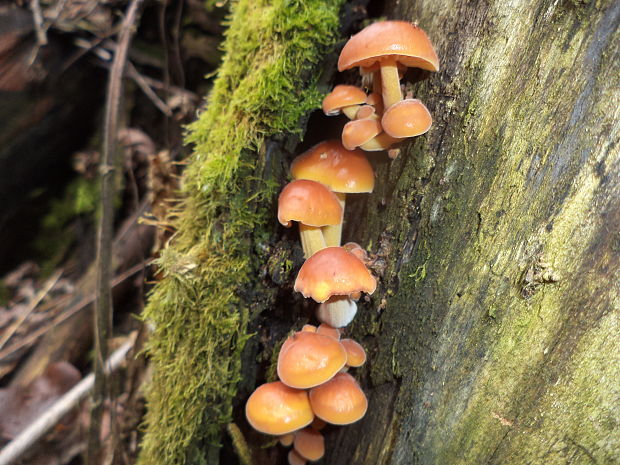 plamienka Flammulina sp.