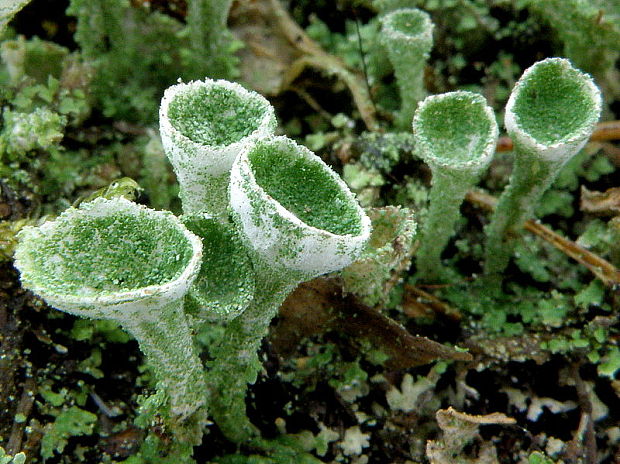 dutohlávka riasnatá Cladonia fimbriata (L.) Fr.