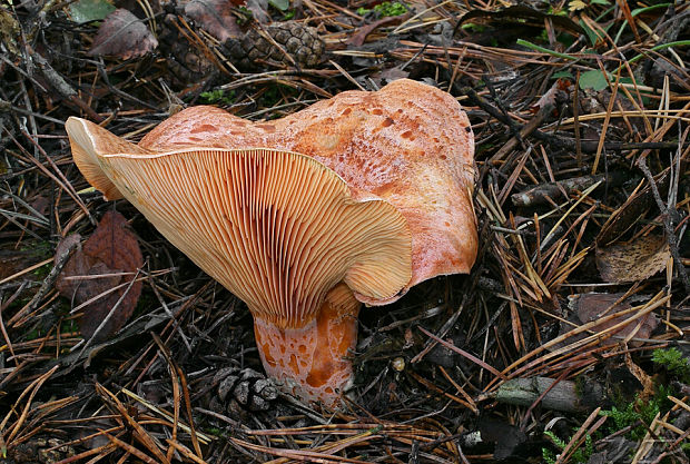 rýdzik pravý Lactarius deliciosus (L.) Gray