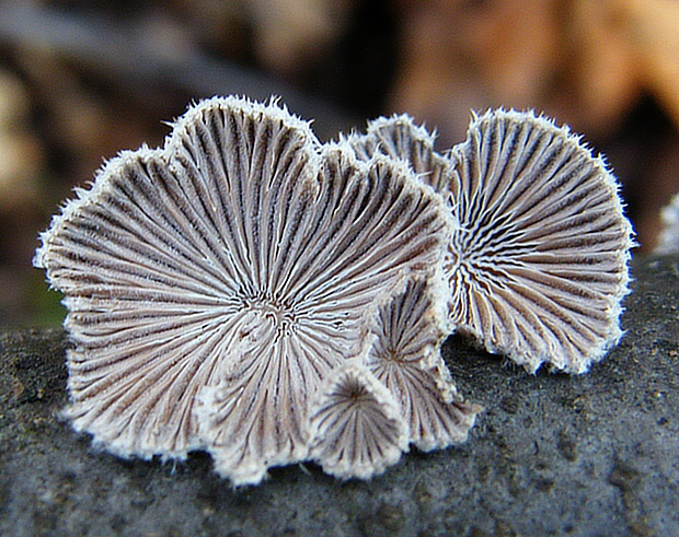 klanolupeňovka obyčajná Schizophyllum commune Fr.