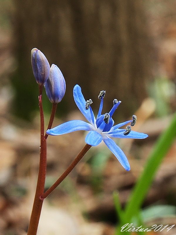 scila viedenská Scilla vindobonensis Speta