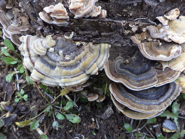 trúdnikovec pestrý Trametes versicolor (L.) Lloyd