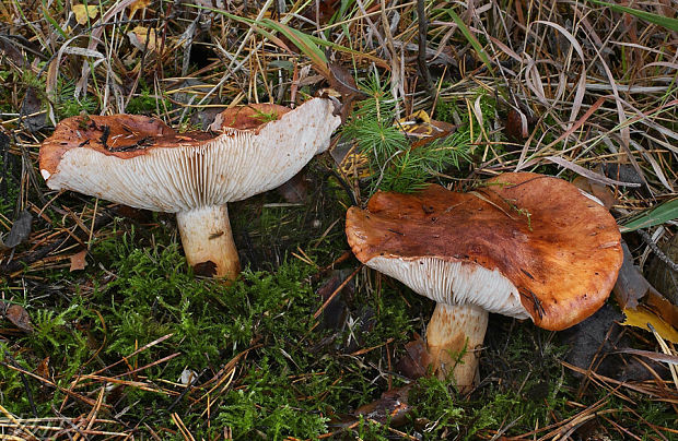 čírovka prstencová Tricholoma batschii Gulden