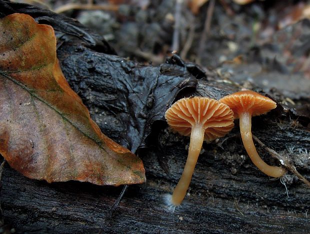 smeťovka zimná Tubaria furfuracea (Pers.) Gillet