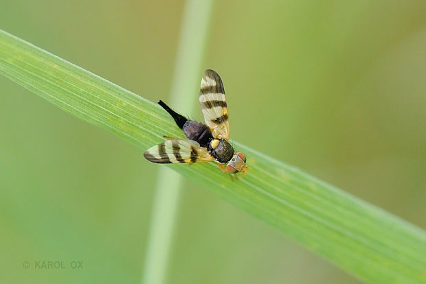 vrtivka ♀ Urophora jaceana