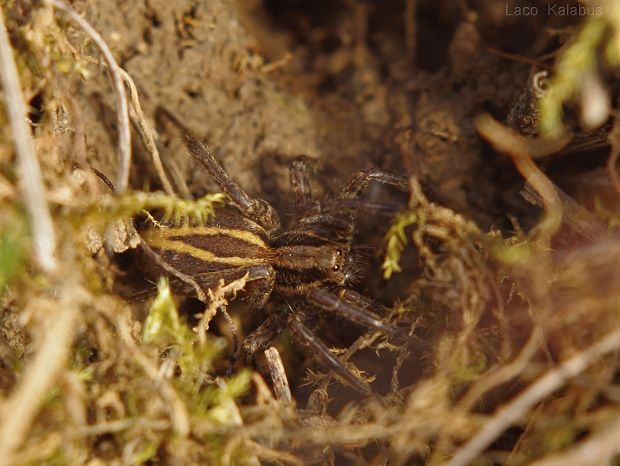 sliedič  Alopecosa cuneata