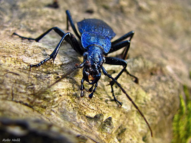 bystruška vráskavá Carabus intricatus