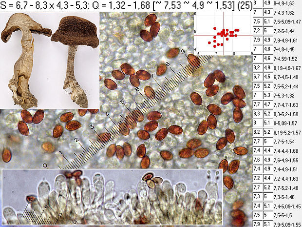 pavučinovec medovožltý Cortinarius melitosarx Soop