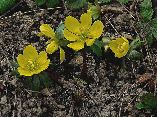 tavolín zimný Eranthis hyemalis (L.) Salisb.