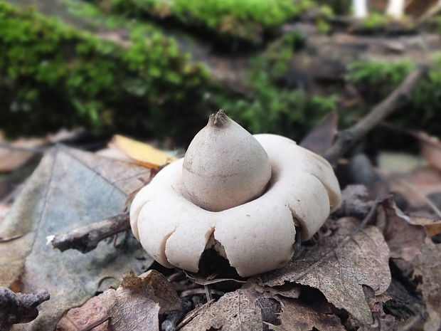 hviezdovka strapkatá Geastrum fimbriatum Fr.