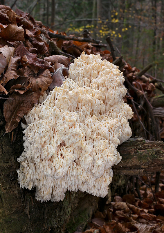 koralovec jedľový Hericium alpestre Pers.