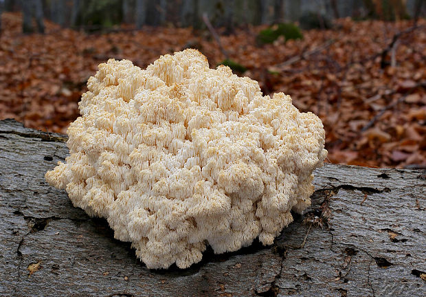 koralovec bukový Hericium coralloides (Scop.) Pers.