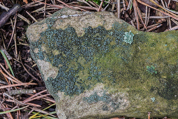 lekanora Lecanora varia (Hoffm.) Ach.