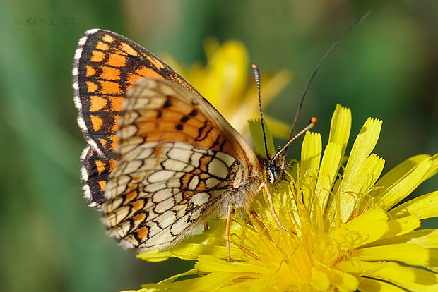 hnedáčik skorocelový Melitaea athalia