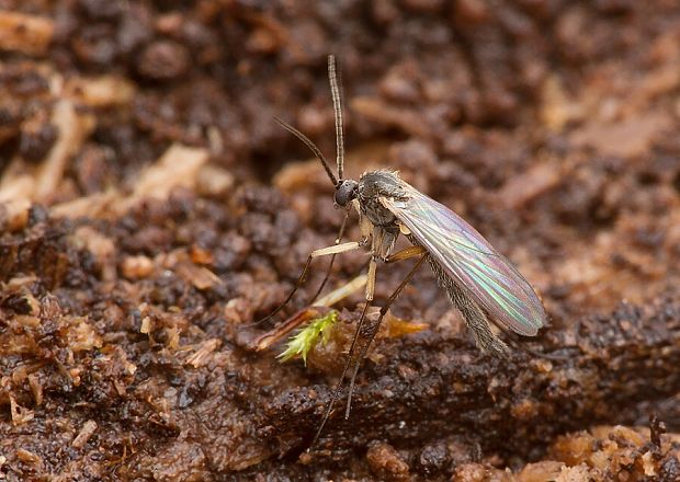 hubárkovité Mycetophilidae sp.