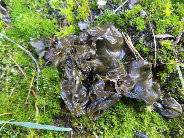 nostok Nostoc commune