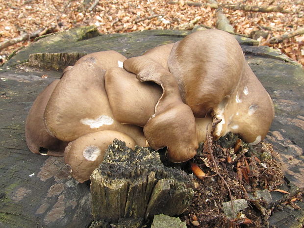 hliva ustricovitá Pleurotus ostreatus (Jacq.) P. Kumm.