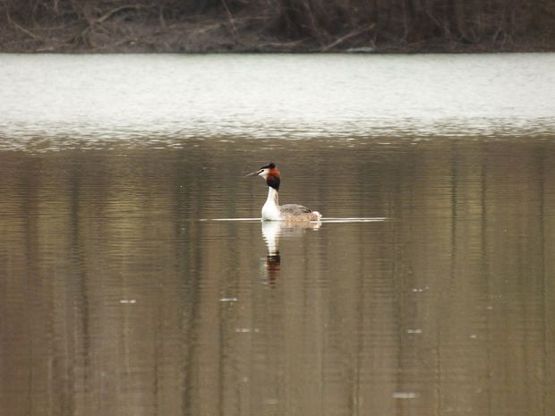 potápka chochlatá Podiceps cristatus