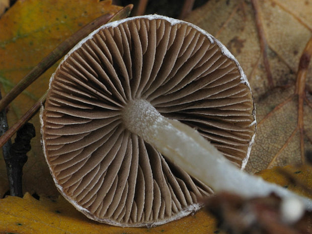 drobuľka Psathyrella sp.