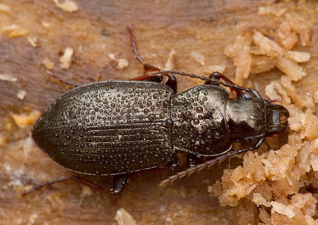 utekáčik Pterostichus oblongopunctatus