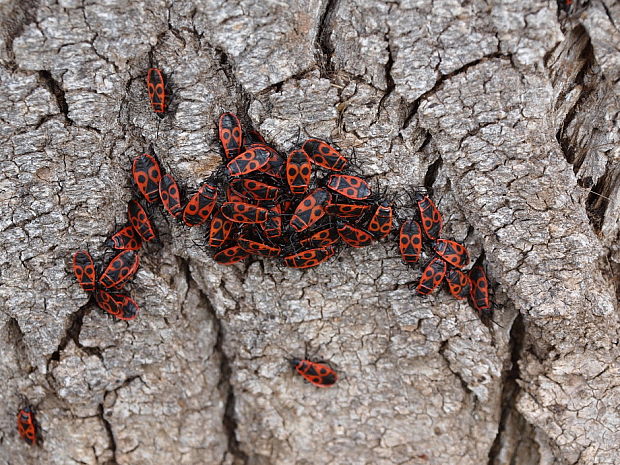 cifruša bezkrídla Pyrrhocoris apterus