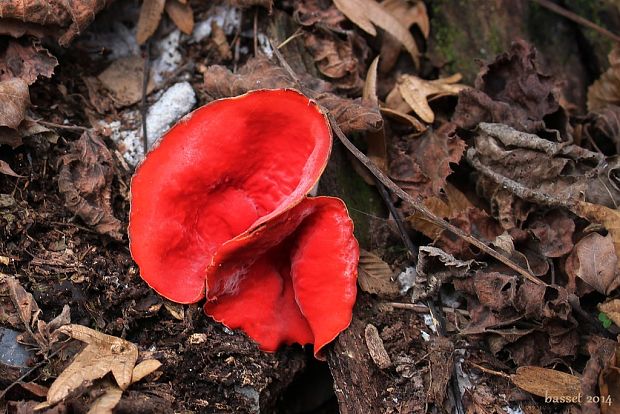 ohnivec jurský Sarcoscypha jurana, (Boud.) Baral