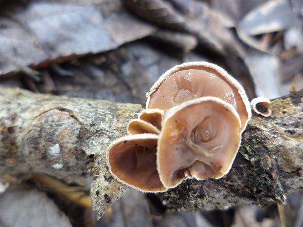 škľabka plstnatá Schizophyllum amplum (Lév.) Nakasone