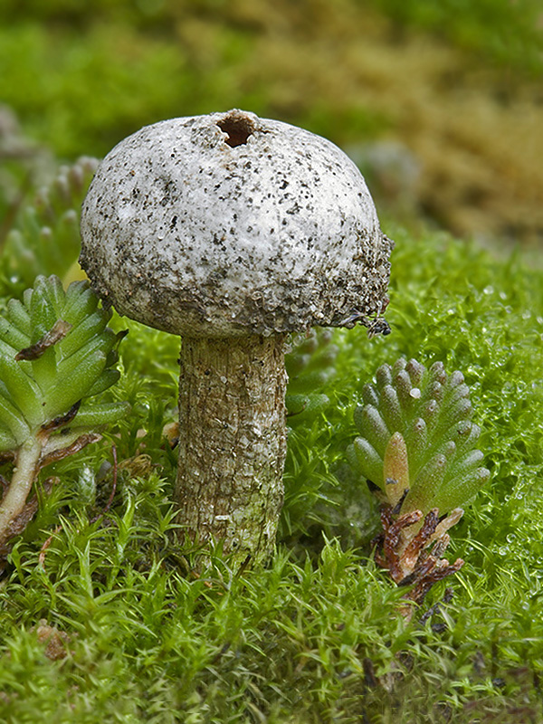 stopkovec vláknitý Tulostoma fimbriatum Fr.