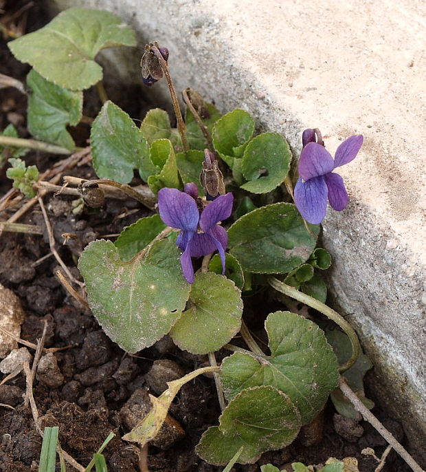 fialka voňavá Viola odorata L.