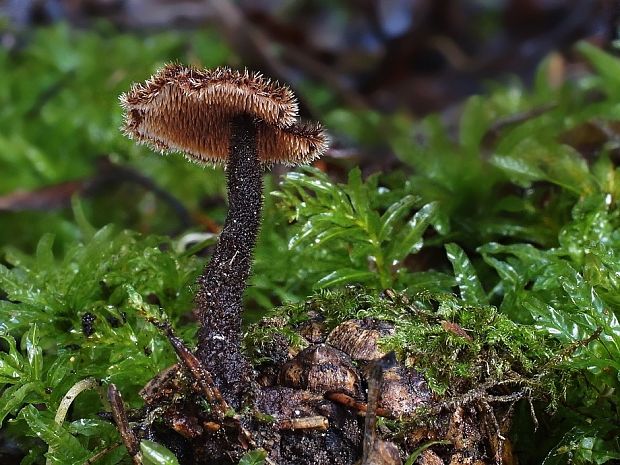 lopatovka obyčajná Auriscalpium vulgare Gray