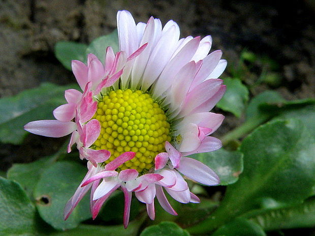 sedmokráska obyčajná Bellis perennis L.