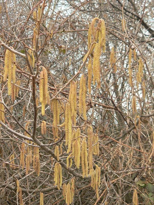 lieska obyčajná Corylus avellana L.