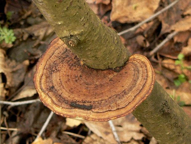 sieťkovček červenkastý Daedaleopsis confragosa (Bolton) J. Schröt.