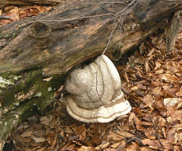 práchnovec kopytovitý Fomes fomentarius (L.) J.J. Kickx