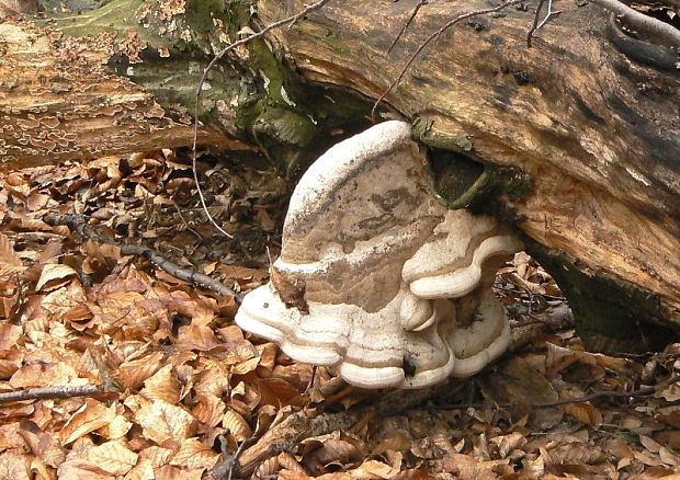 práchnovec kopytovitý Fomes fomentarius (L.) J.J. Kickx