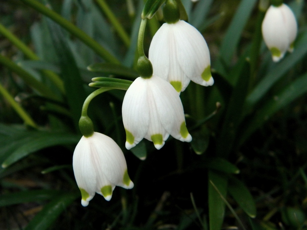 bleduľa jarná karpatská Leucojum vernum subsp. carpaticum (Spring) O. Schwarz