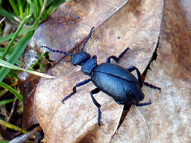 majka obyčajná Meloe proscarabaeus