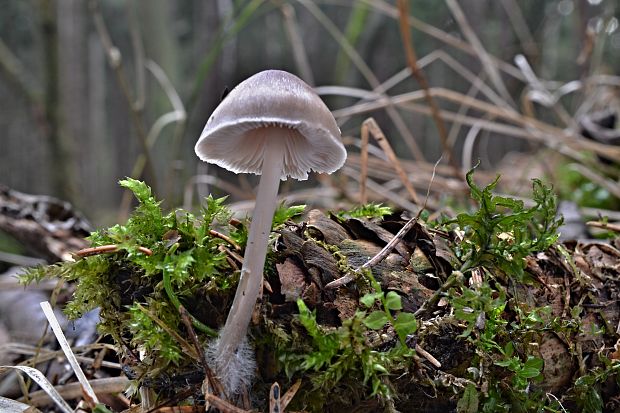 prilbička šišková Mycena strobilicola J. Favre & Kühner